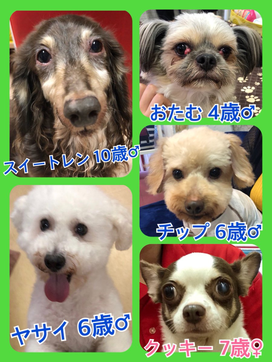 🐾今日の里親様募集中ワンコ🐶メンバーです🐾2019,6,14